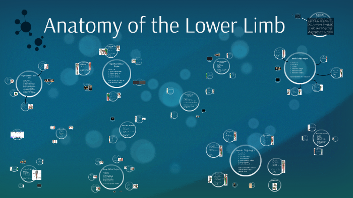 anatomy-of-the-lower-limb-by-kate-lobo