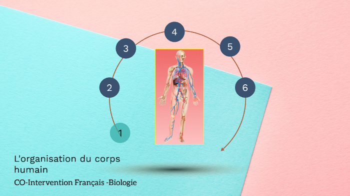 Niveaux d'organisation du corps humain by Nora Dupuy on Prezi