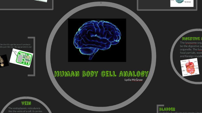 Human Body Analogy by Lydia McGraw
