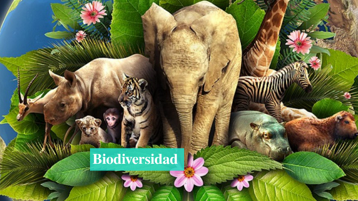 Biodiversidad Definicion Tipos Caracteristicas E Importancia En 2021 ...