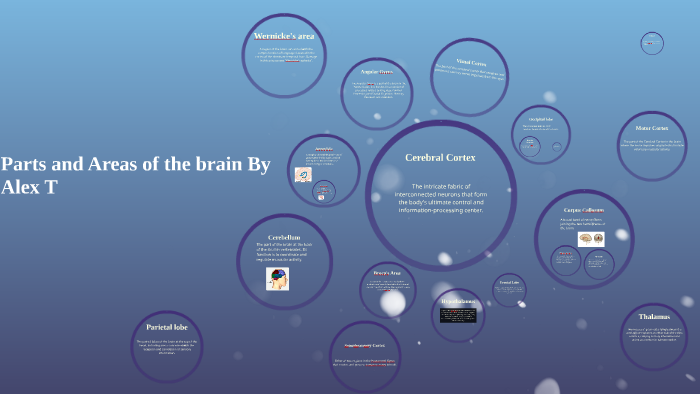 Parts and Areas of the brain By Alex T by alex tarrell on Prezi
