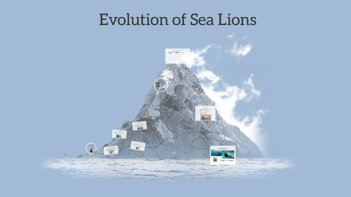 Evolution of Sea Lions by Kaitlyn Deen on Prezi