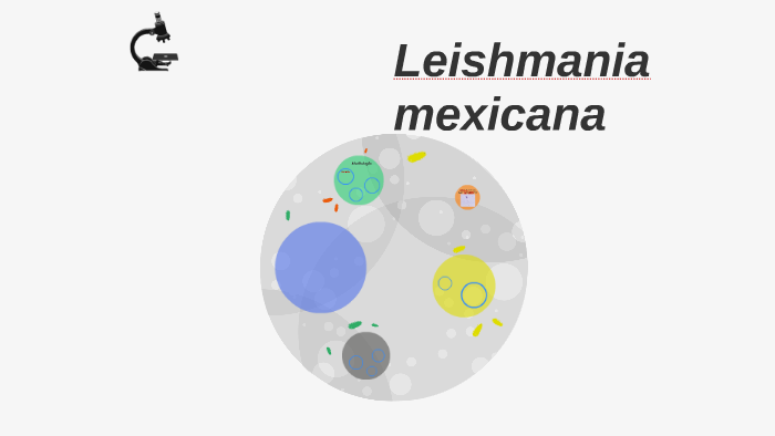 morfología de leishmania donovani