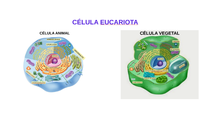 CÉLULA ANIMAL by pepa pig on Prezi