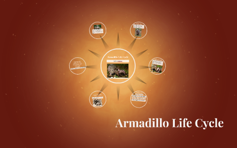 Armadillo Life Cycle by Jaime Juchems on Prezi