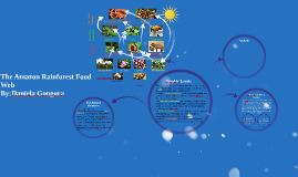 The Amazon Rainforest Food Web By Daniela Gongora