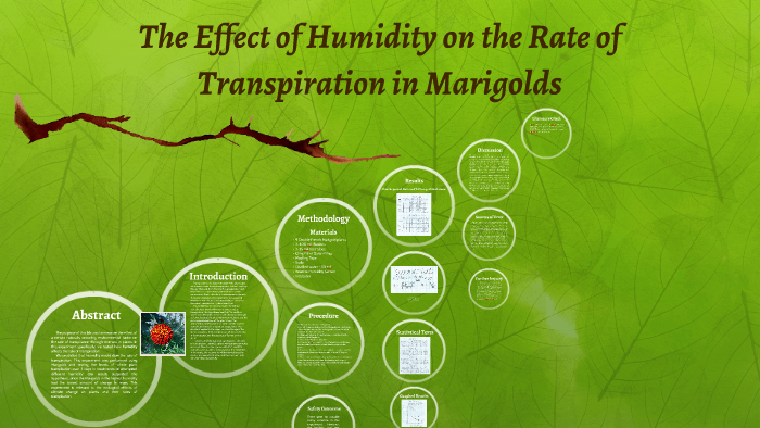 rate of transpiration experiment