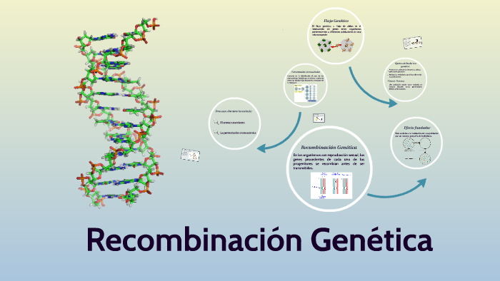 recombinación genética by estefany garrido mena on Prezi