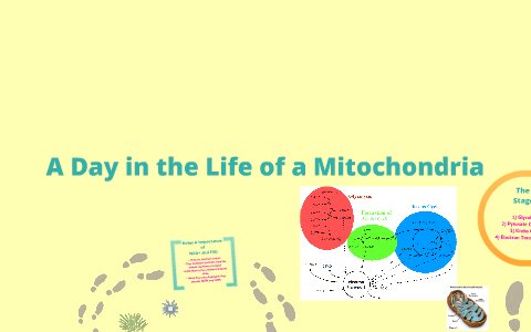 A day in the life of a mitochondria by Cassidy Thiessen on Prezi