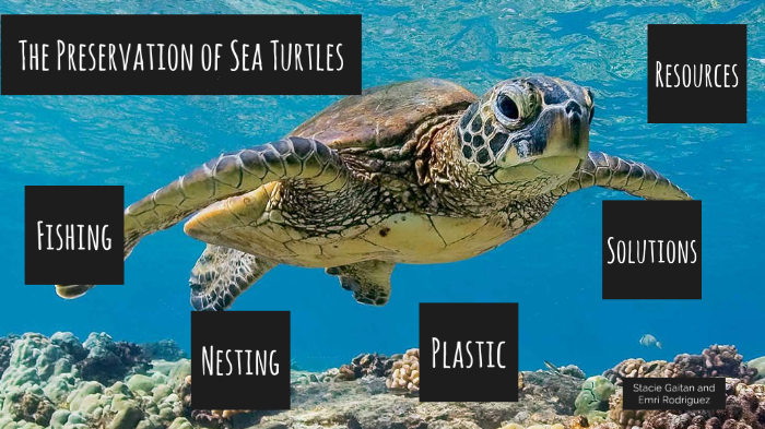 The Preservation of Sea Turtles by Stacie Gaitan on Prezi