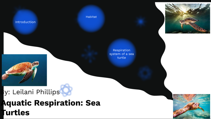 Sea Turtles by Leilani Phillips on Prezi