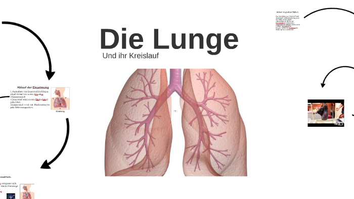 Die Lunge by Jara Richter on Prezi