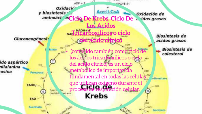 Ciclo De Krebs Ciclo De Los Acidos Tricarboxilicos O Ciclo By Oriana