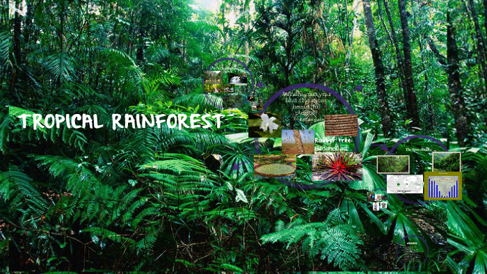 TROPPICAL RAINFOREST by ale Riofrio on Prezi