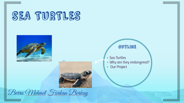 SEA TURTLES by Berra Karayel on Prezi