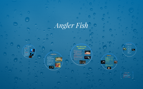 Angler Fish by Nadia Alina on Prezi