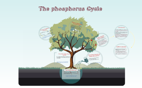 The Phosphorus Cycle By Khala Addison On Prezi