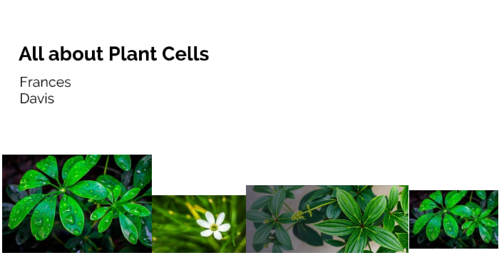 Plant and Animal Cells by Frances Davis on Prezi