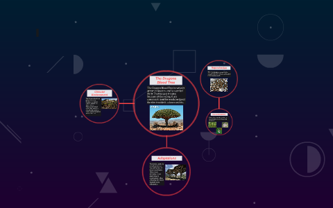 The Dragons Blood Tree by tracy manuel on Prezi