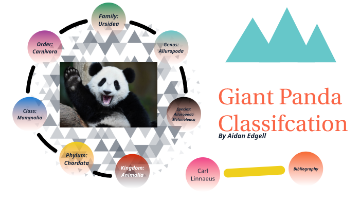 Giant Panda Classifcation by Aidan Edgell on Prezi