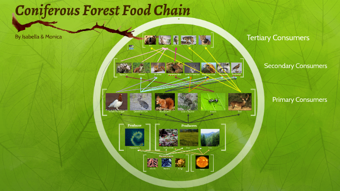 coniferous forest biome food web