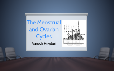 The Menstrual and Ovarian Cycles by Aarash Heydari on Prezi