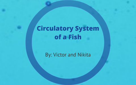 Circulatory System of a Fish by Nikita Tararykov