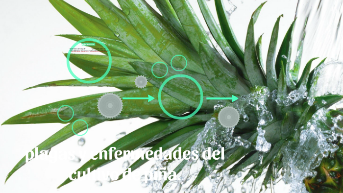 plagas y enfermedades del cultivo de piña by luis siceron on Prezi