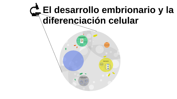 El desarrollo embrionario y la diferenciación celular by Luigi Maiza on