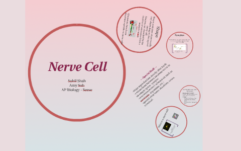 Nerve Cell by