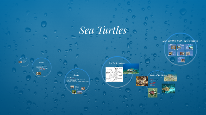 Sea Turtles by Nicole Tye on Prezi
