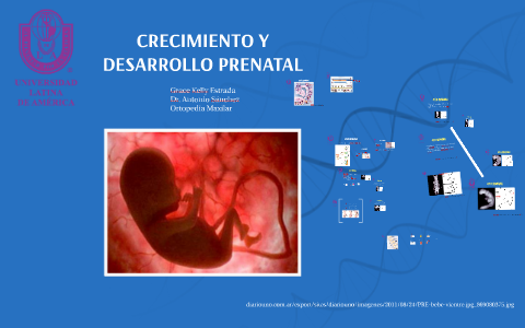 CRECIMIENTO Y DESARROLLO PRENATAL by grace kelly on Prezi