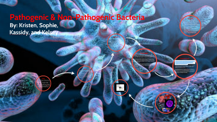 pathogenic-non-pathogenic-bacteria-by-kristen-busse-on-prezi