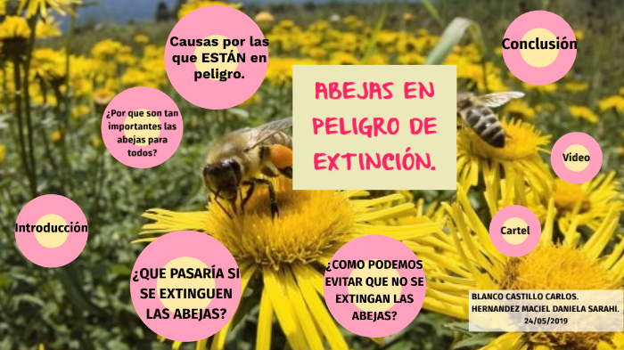 ABEJAS EN PELIGRO DE EXTINCIÓN by Flor Hdez on Prezi