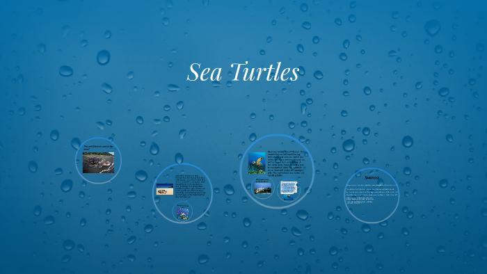 Sea Turtles by Emily Karls on Prezi