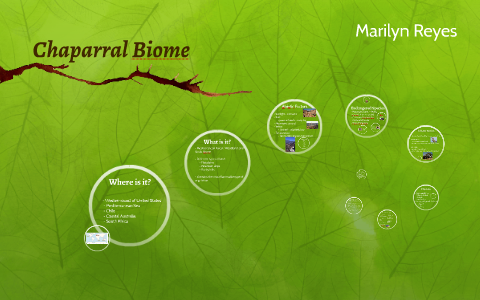 Chaparral Biome by on Prezi