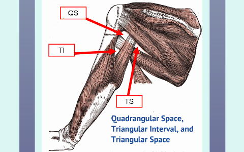 Cadaver Lab. Quadrangular Space, Triangular Space, and Triangular