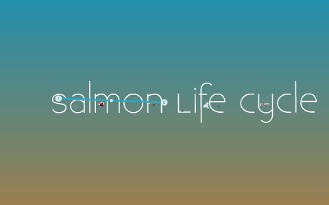 Salmon Life Cycle by Jalene McGee on Prezi