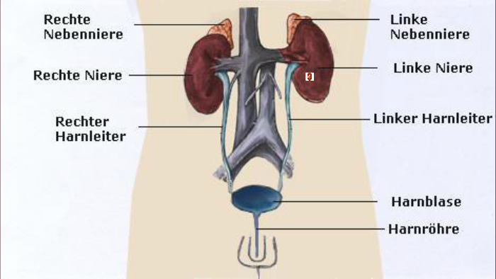 Aufbau der Niere by Niklas Birus on Prezi