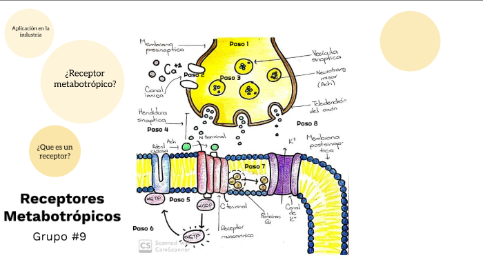 Receptores Metabotrópicos by MoOntes Munguia Marilyn on Prezi Next