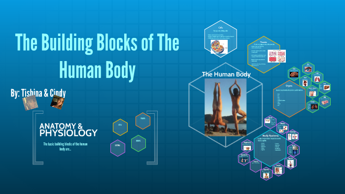 Building Blocks Of The Human Body By Cindy Rodriguez On Prezi