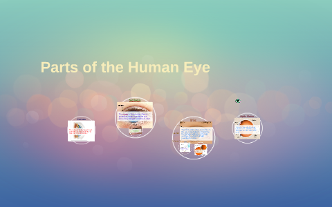 Parts of the Human Eye by Clara Laurence on Prezi