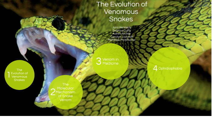 The Evolution of Venomous Snakes by Julia Amber Kennedy on Prezi