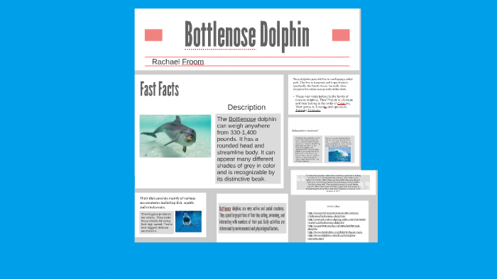 Bottlenose Dolphin by rachael froom on Prezi