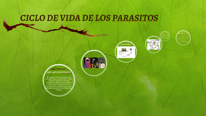 Ciclo De Vida De Los Parasitos By Laura Saiz On Prezi 3943