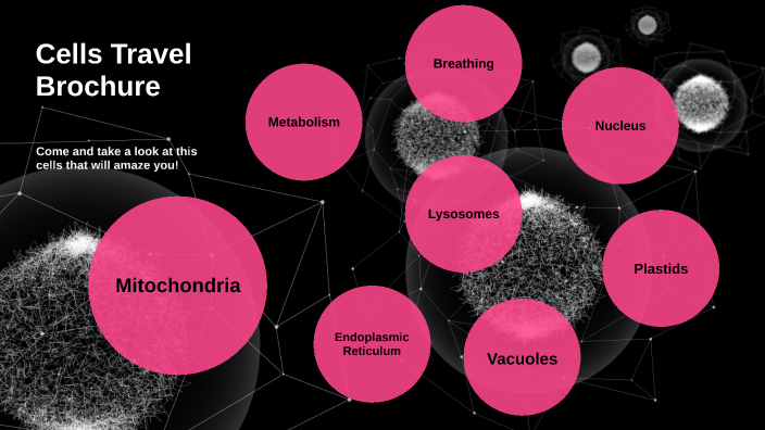 travel brochure for animal cell