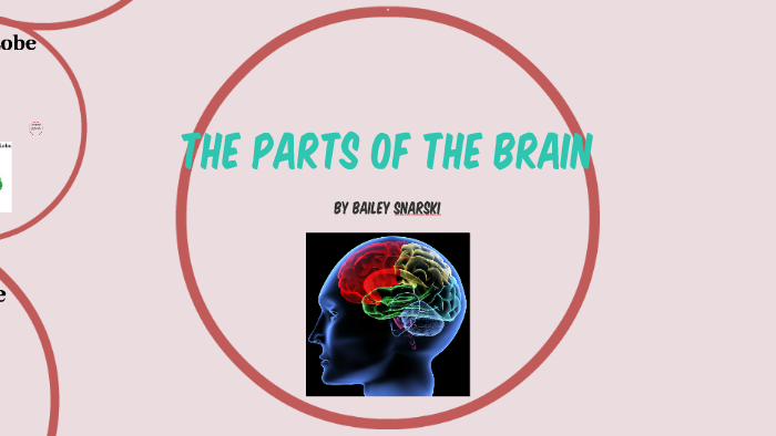 The Parts of the Brain by Bailey Snarski on Prezi