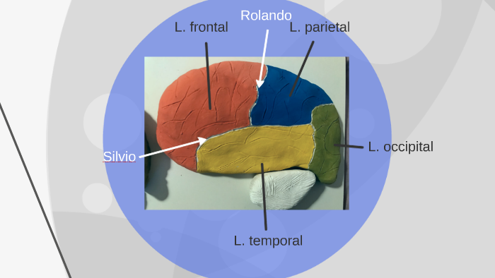 Modelo neuroanatómico by Ana Hernández