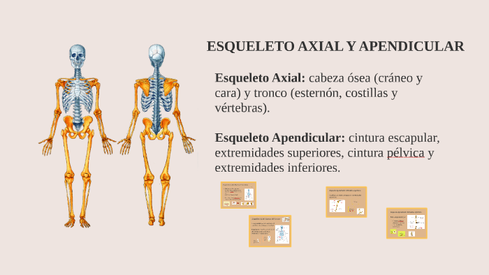 Esqueleto Axial Y Apendicular By Daniel Almeida On Prezi Next