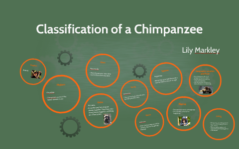 Classification of a Chimpanzee by lily markley